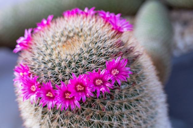 Suculentas ou flor de cacto no jardim botânico do deserto para decoração e design de agricultura.