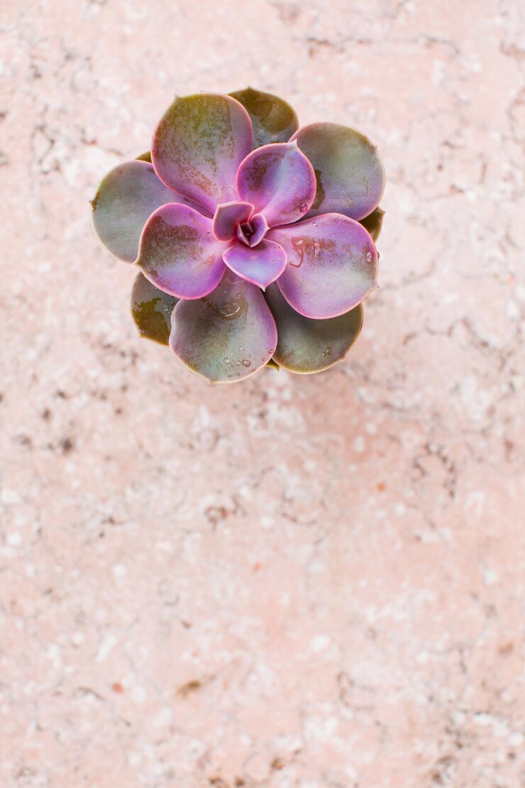 Foto suculentas perenes no plano de mármore rosa. copie o espaço, design minimalista com fundo vazio