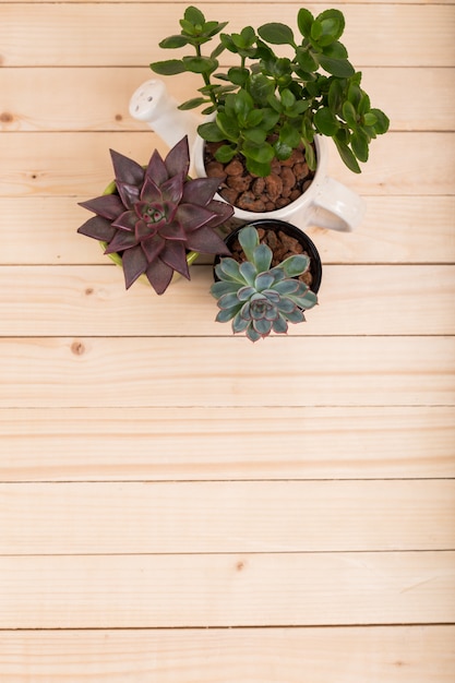 Suculentas, plantas de casa en macetas.