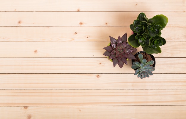 Suculentas, plantas de casa en macetas.