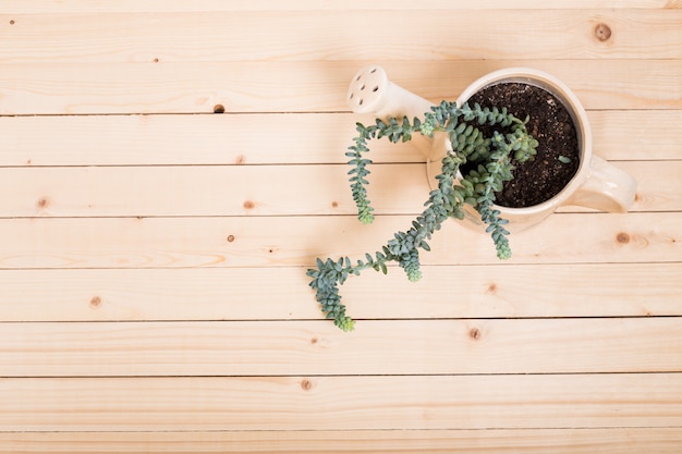 Suculentas, plantas de casa em vasos