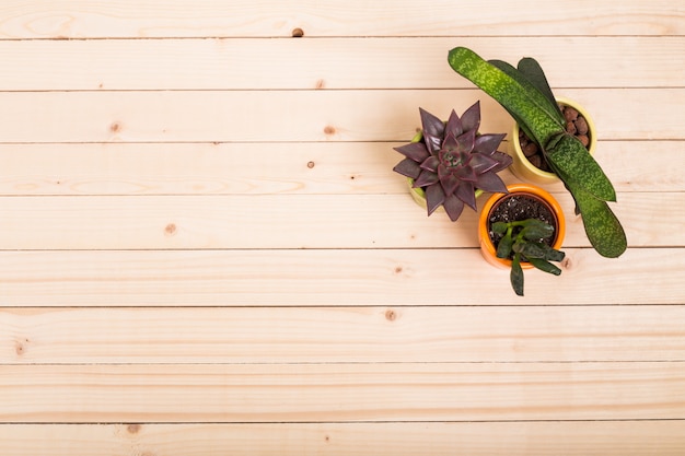 Suculentas, plantas de casa em vasos