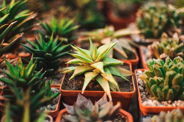 Suculentas, plantas de casa suculentas echeveria kalanchoe. Aloe ostifolia é uma planta herbácea suculenta, espécie do gênero Aloe da família Asphodelaceae. O conceito de planta de casa para decoração.