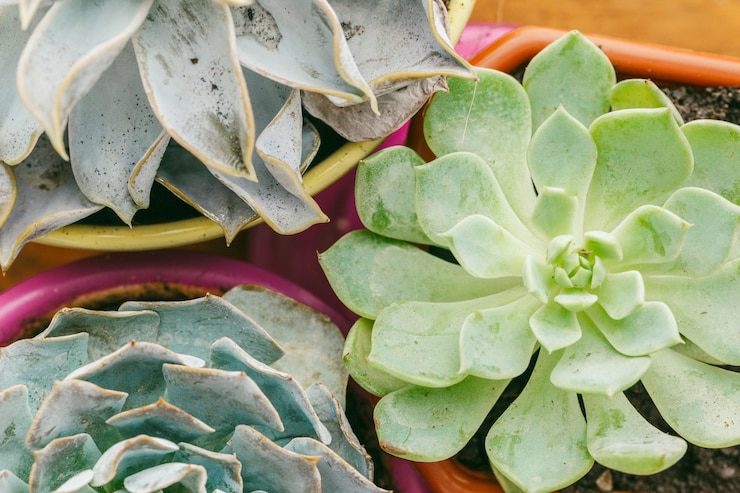 Foto suculentas plantas con flores en casa.