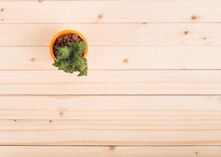 Foto suculentas, plantas de interior en macetas.