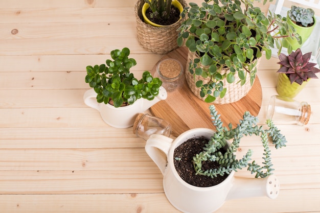 Suculentas, plantas de interior en macetas