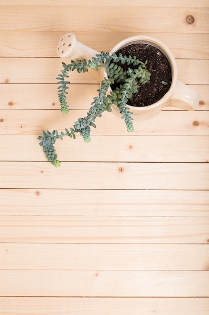 Foto suculentas, plantas de interior en macetas