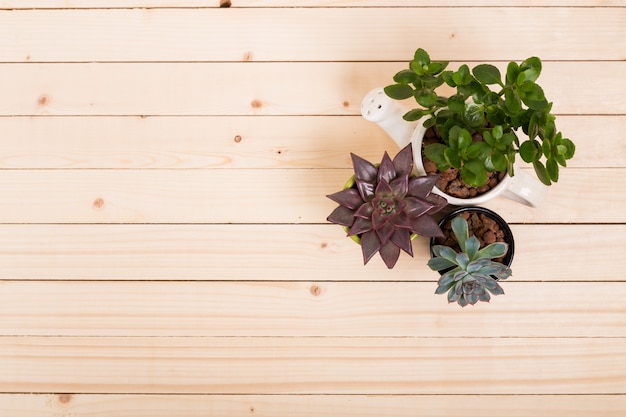 Foto suculentas, plantas de interior en macetas