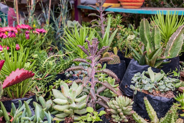 Suculentas, varios tipos de cactus suculentos florecientes, plantas decorativas para interiores y exteriores