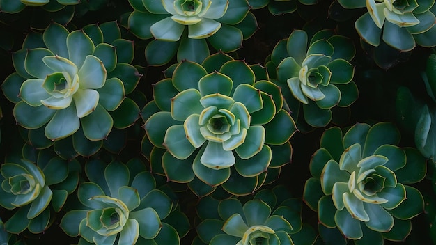 Foto suculentas verdes hojas patrón fondo fondo natural y papel tapiz