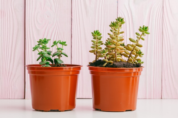 Suculentas verdes sobre madera rosa