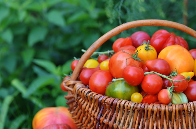 Suculentos tomates vermelhos na cesta deitada na grama de verão. cesta grande cheia de tomates diferentes.