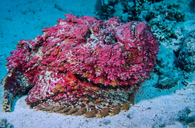 SUDÁN, Mar Rojo, foto U.W., Pez de piedra (Synanceia verrucosa)