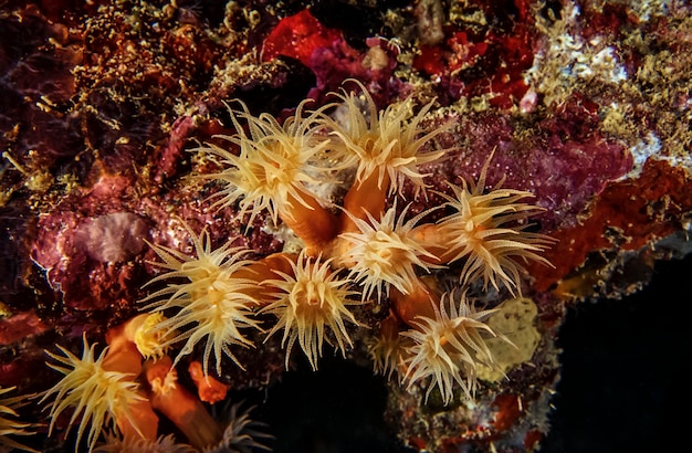 SUDÃO, Mar Vermelho, foto U.W., Anémona Cluster Amarelo (Parazoanthus axinellae)