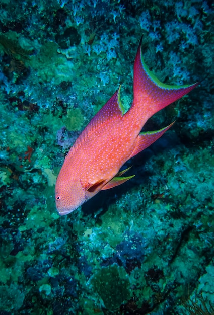 SUDÃO, Mar Vermelho, foto U.W., mastro vermelho manchado tropical (Epinephelus sp.)