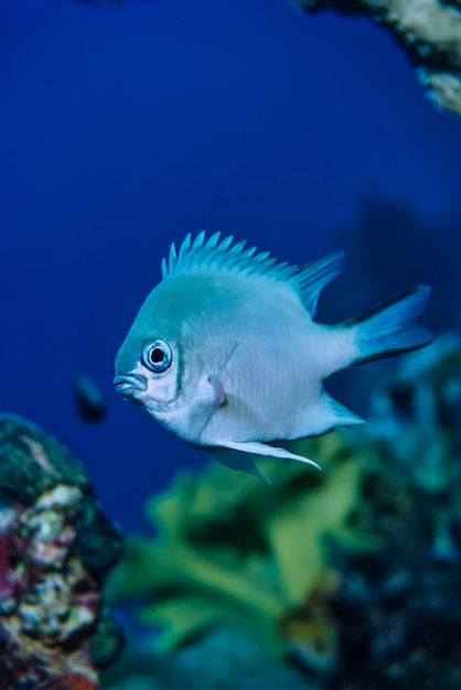 SUDÃO, Mar Vermelho, foto U.W., pequeno peixe sargento (Abudefdur saxatilis)