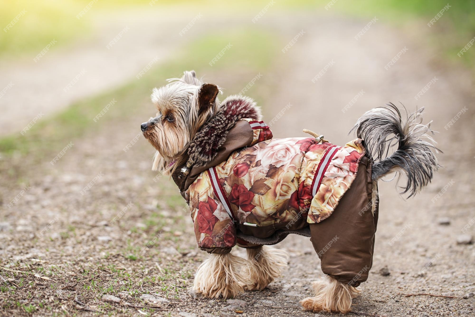 Metro va a decidir Cuerpo Sudadera con capucha de piel abrigos para perros pequeños para invierno  ropa para mascotas chaqueta yorkshire terrier perro al aire libre | Foto  Premium