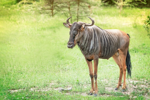 Sudáfrica ñu con cuernos antílope gnu de pie sobre la hierba verde pradera de la reserva de caza de la sabana