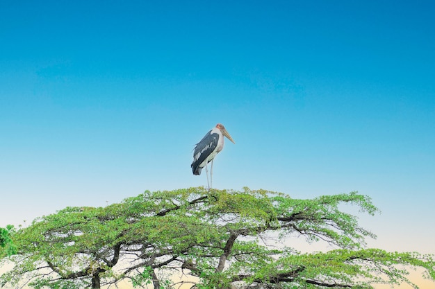 Sudáfrica única gran cigüeña tropical marabú también el pájaro ayudante sentado en la parte superior del árbol