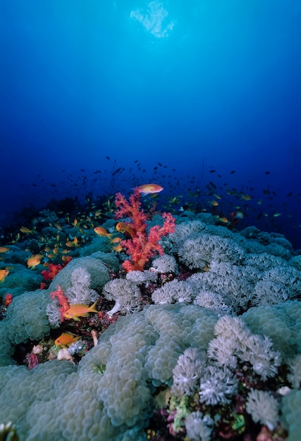 SUDAN, Mar Rojo, foto U.W., Anthias tropical (Pseudanthias squamipinnis) y corales blandos