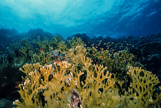 Foto sudan, mar rojo, foto u.w., corales de fuego (millepora complanata)