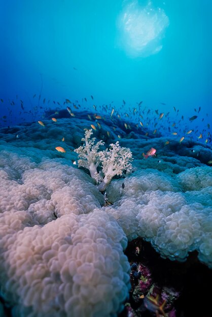 SUDAN Rotes Meer UW Foto Weichkorallen und Anthias FILM SCAN