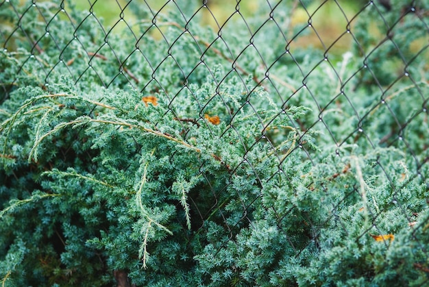 Sueco azul juniperus squamata crescendo por cerca de rede