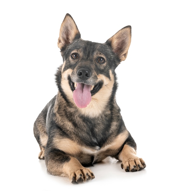 Sueco Vallhund em estúdio