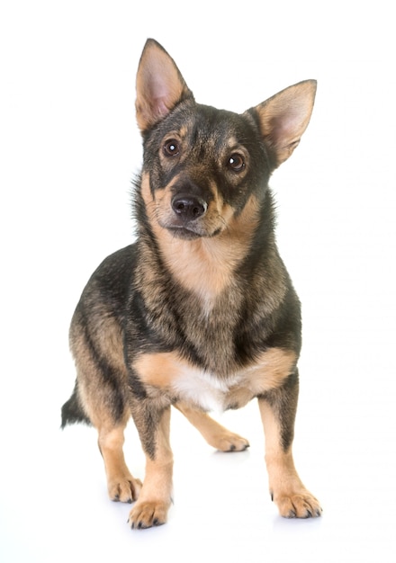 Sueco Vallhund em estúdio