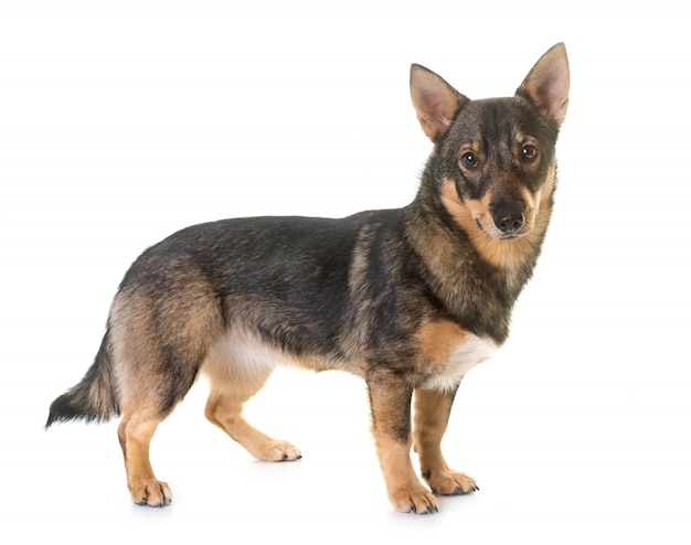 Sueco Vallhund em estúdio