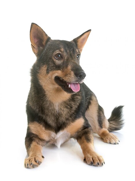 Sueco vallhund en estudio