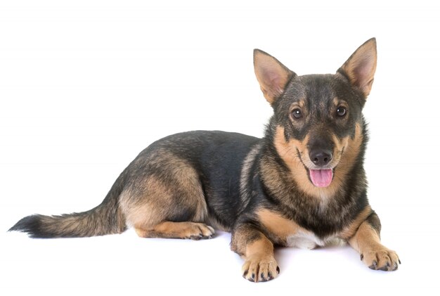 Sueco vallhund en estudio