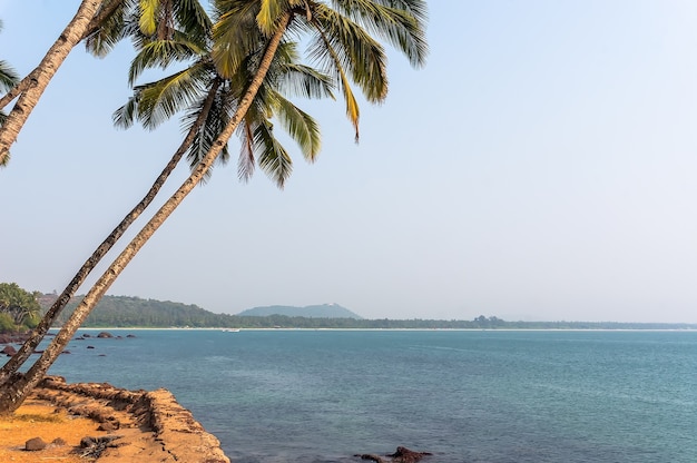 Süd-goa-indien-landschaft, palme links vom meer