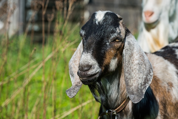 Südafrikanische Bockziege in der Natur