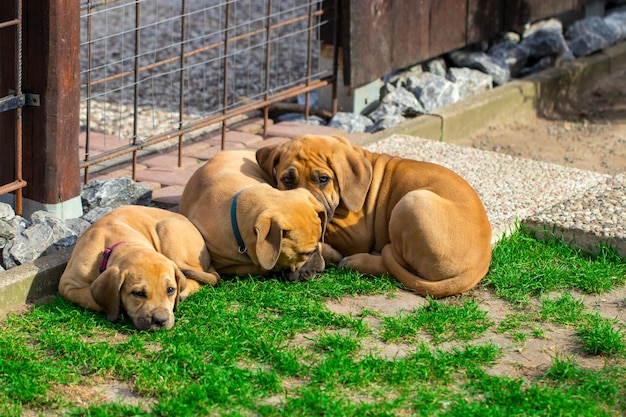 Südafrikanische Boerboel-Welpen - das Spiel draußen im Garten.