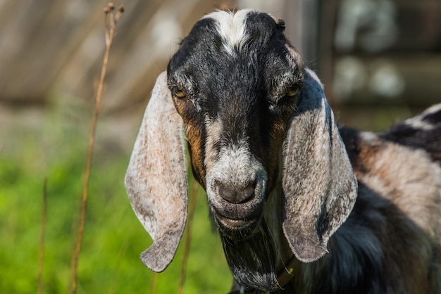 südafrikanische Burenziege, die Porträt auf Natur doeling