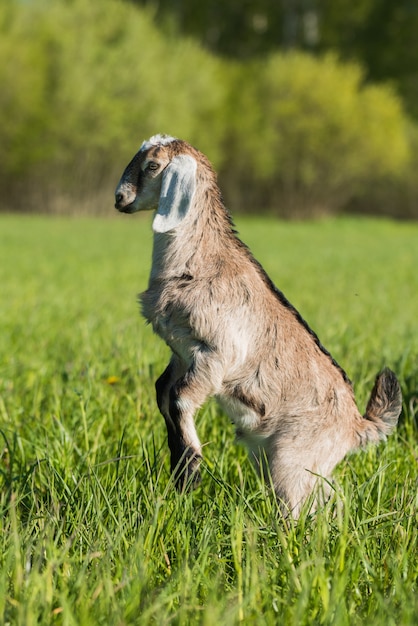 südafrikanische Burenziege doeling