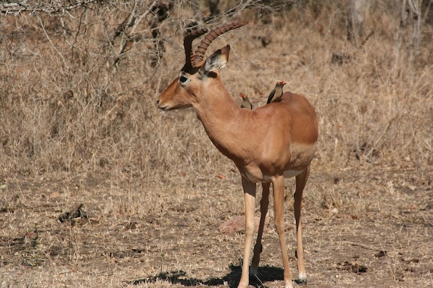 Südafrikanische Wildhirsche im Wald