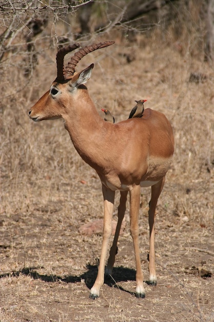 Südafrikanische Wildhirsche im Wald