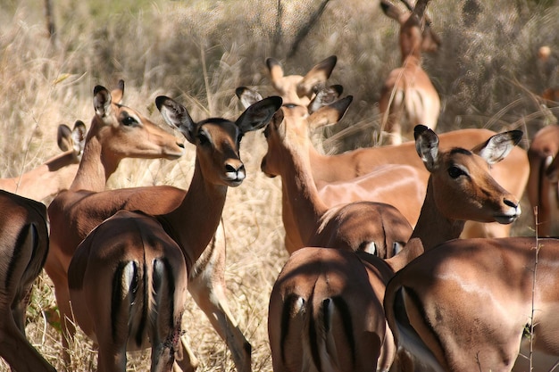 Südafrikanische Wildhirsche im Wald