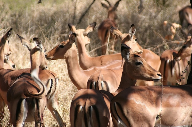 Südafrikanische Wildhirsche im Wald