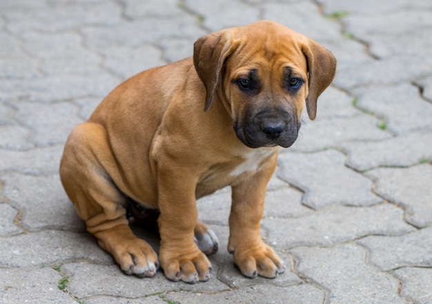 Südafrikanischer Boerboel-Welpe - das Spiel draußen im Garten.