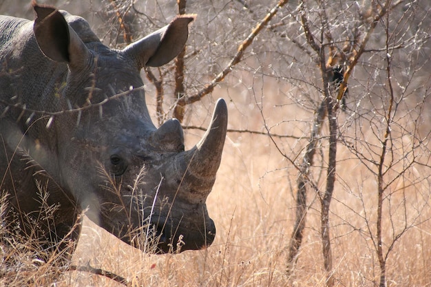 Südafrikanisches Nashorn im Wald