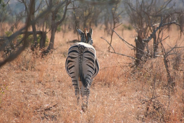 Südafrikanisches Zebra im Kruger Park