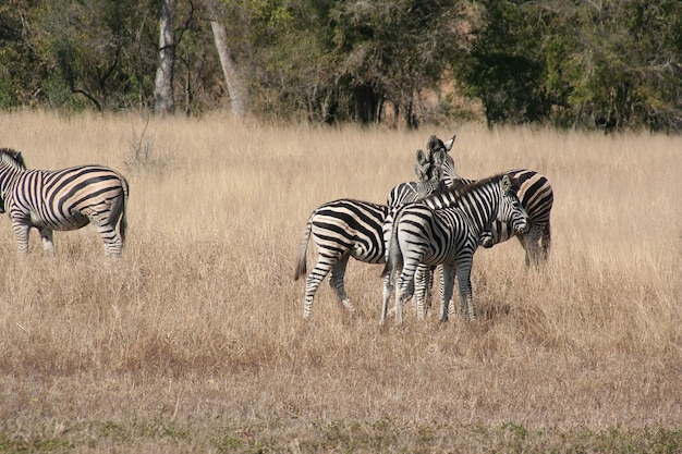 Südafrikanisches Zebra im Kruger Park