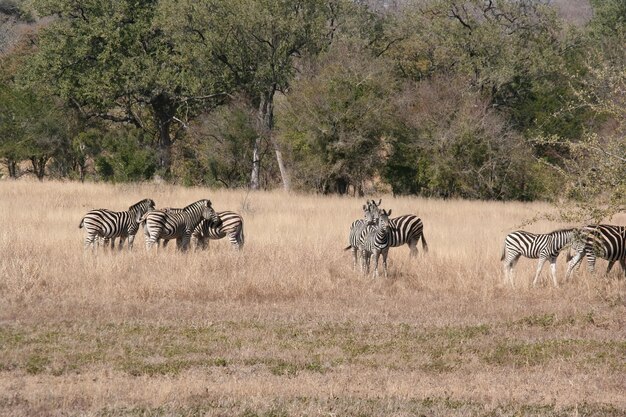 Südafrikanisches Zebra im Kruger Park