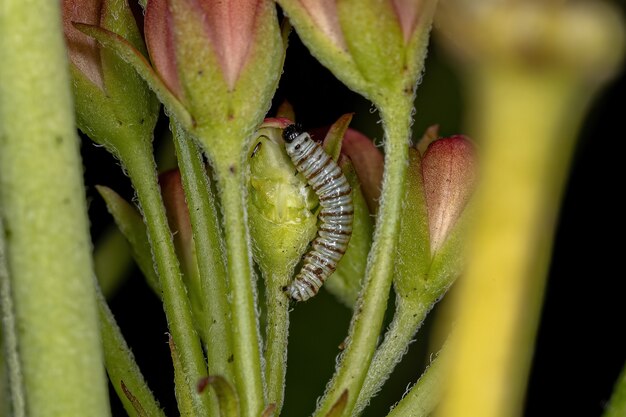 Foto südamerikanische monarch-raupe der art danaus erippus