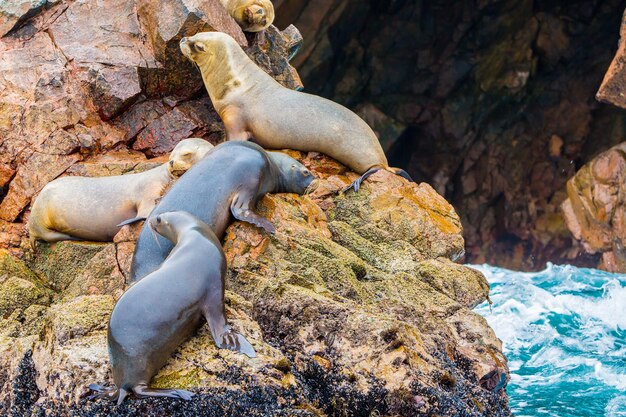 Südamerikanische Seelöwen entspannen sich auf den Felsen der Ballestas-Inseln im Paracas-NationalparkPeru Flora und Fauna