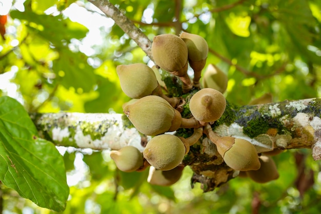 Südamerikanische Zapote-Früchte auf dem Baum bereit zur Ernte Quararibea cordata