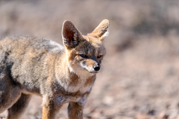 Südamerikanischer Graufuchs, Lycalopex griseus oder Zorro Chilla, Porträt in der Wüste